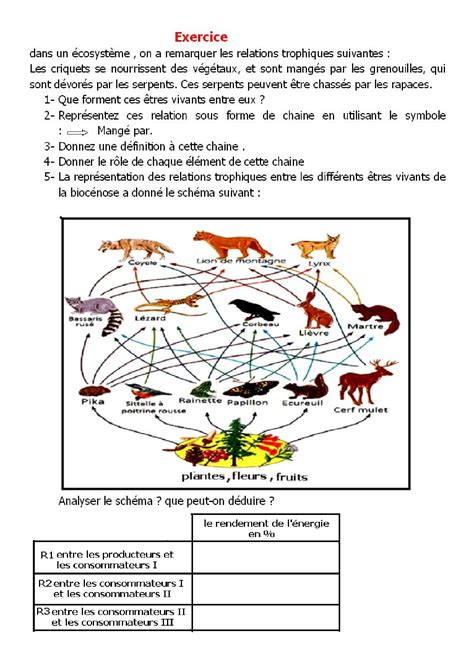 Flux De La Mati Re Et De L Nergie Dans L Cosyst Me Documents