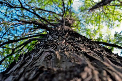 Free Images Tree Nature Forest Branch Leaf Flower Trunk Park