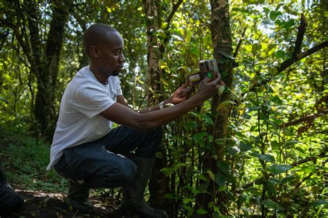 How Many Giant Pangolins Are Left? Lessons from Tagging, Technology