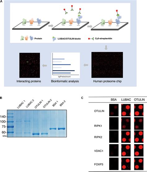 Frontiers Global Screening Of LUBAC And OTULIN Interacting Proteins