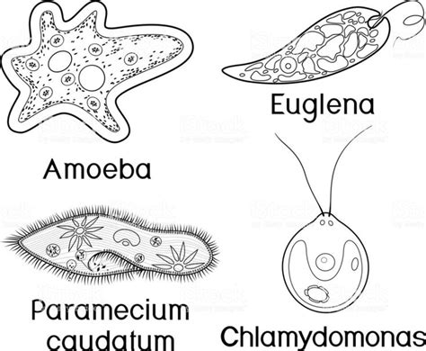 Coloring Page Set Of Unicellular Organisms Paramecium Caudatum