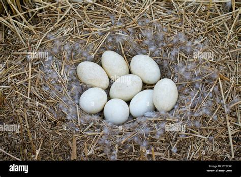 Greylag Goose / Graylag Goose (Anser anser) nest with clutch of eggs in ...