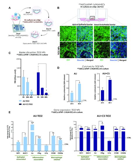 Tio2 Nps Induced Inflammation And Barrier Disruption In Triple Cell