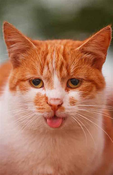 Why Do Cats Stick Their Tongue Out A Complete Guide