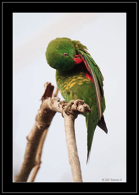 Scaly Breasted Lorikeet Trichoglossus Chlorolepidotus Photo Call And Song