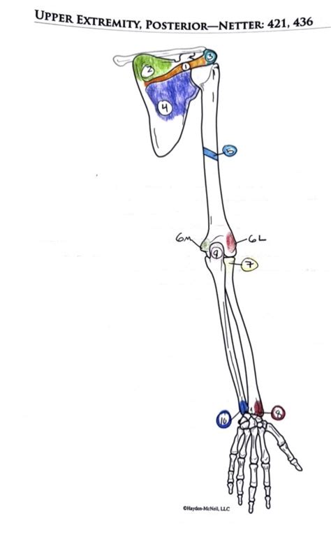 Upper Extremity Posterior Diagram Quizlet