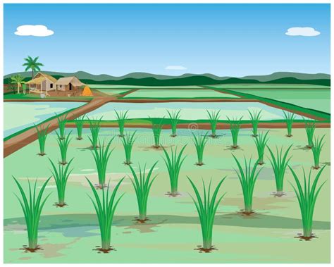 Paddy Field Stock Illustrations Paddy Field Stock Illustrations