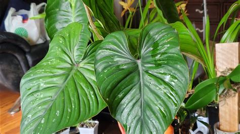 Plant Haul And Unboxing Of Philodendron From Ecuagenera USA YouTube