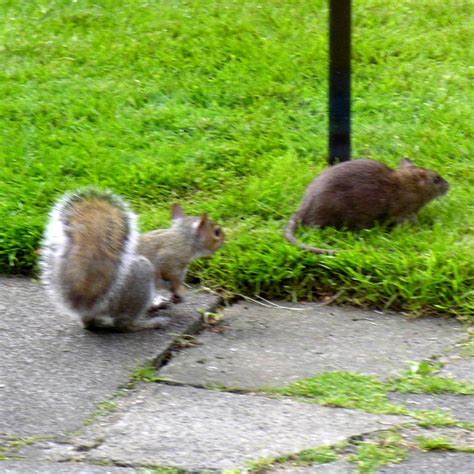 Brown Rat And Grey Squirrel