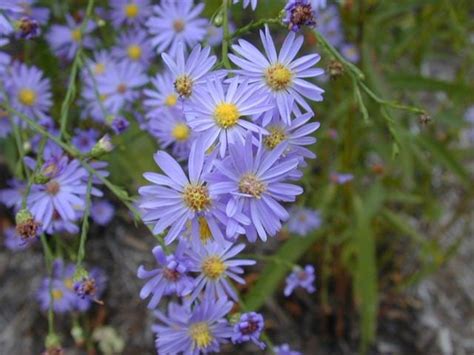 Aster azureus - Sky Blue Aster | OPN Seed