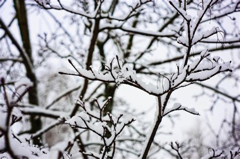 Neve branca em galhos de árvores nuas em um dia de inverno gelado