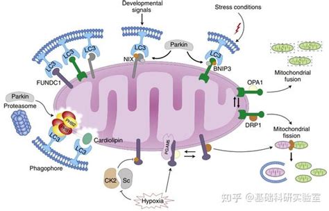 国自然热点：线粒体质量控制之「线粒体自噬」 知乎