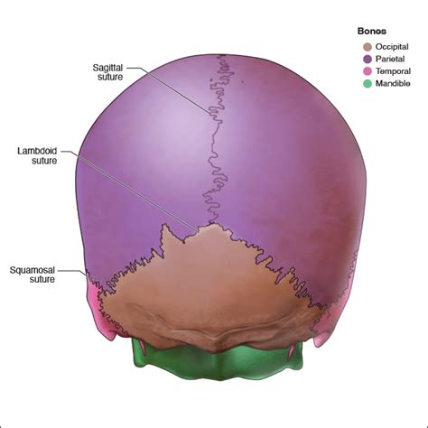 Parietal Bones Head And Neck Anatomy Part I Bony Structures Dentalcare