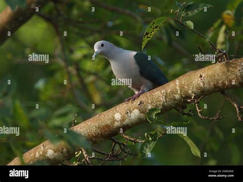 Green Imperial Pigeon Ducula Aenea Pusilla Adult Male Perched On