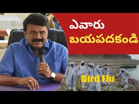 Minister Talasani Srinivas Yadav Clarity On Bird Flu Issue In Hyderabad