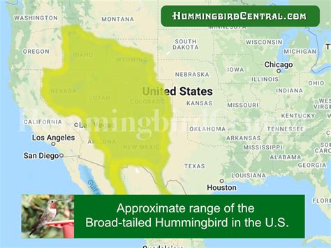 Hummingbird range maps, migration areas, and breeding areas of well ...