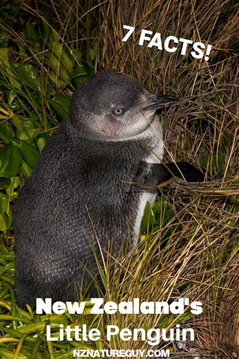 7 Little Penguin Facts - World's Smallest! - New Zealand Nature Guy