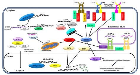 Ijms Free Full Text Type I Interferon Mediated Regulation Of