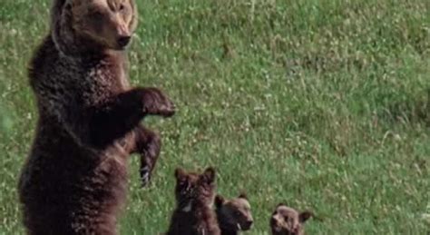 Leccezionale Foto A Scanno Di Mamma Orsa E I Suoi Quattro Cuccioli A