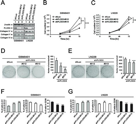 The Effect Of Plod3 Knockdown On Glioma Cell Proliferation And Cell