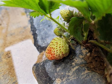 Gardening Strawberries 🍓