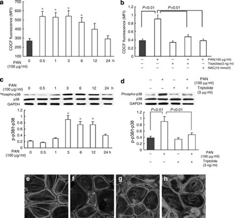 Triptolide Protects Podocytes From Puromycin Aminonucleoside Induced