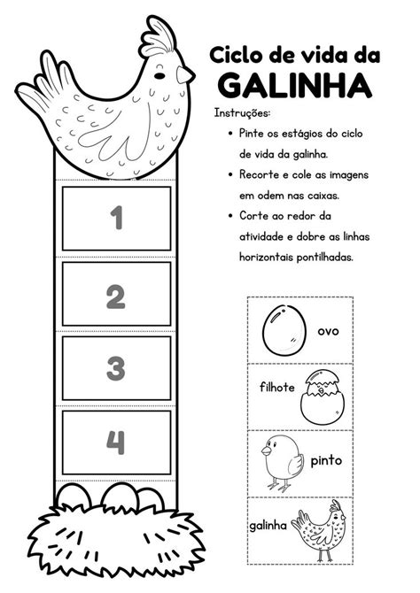 Blog Educa O E Transforma O Ciclo De Vida Da Galinha Ciclo Da Vida