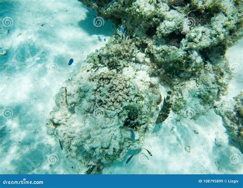 Ocean Floor and Coral Reef Life Stock Image - Image of diving, hidden ...