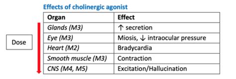 Cholinergic agonists Flashcards | Quizlet