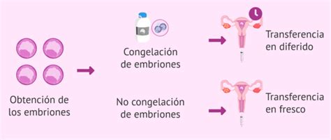 Transferencia de embriones cuándo y cómo se hace