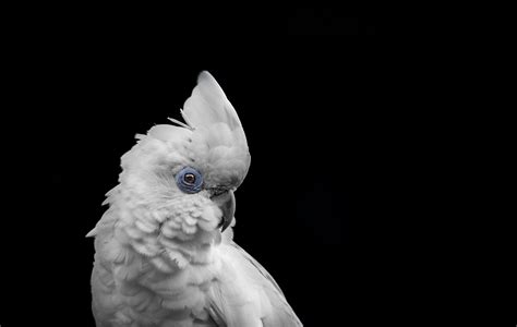 Animals With Black Background