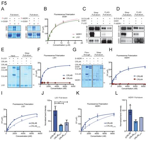 Recruitment Of LIS1 And WDR1 Into The CRL4B Complex Is Mediated 560 Via