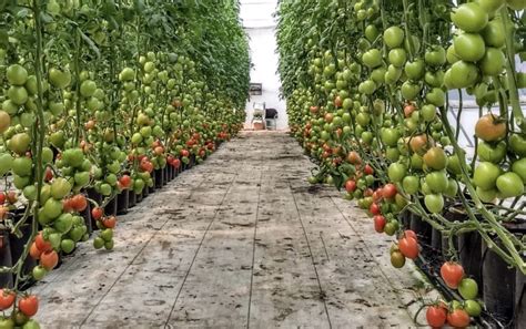 Requerimientos edafoclimáticos del tomate Agroinsumos El Field