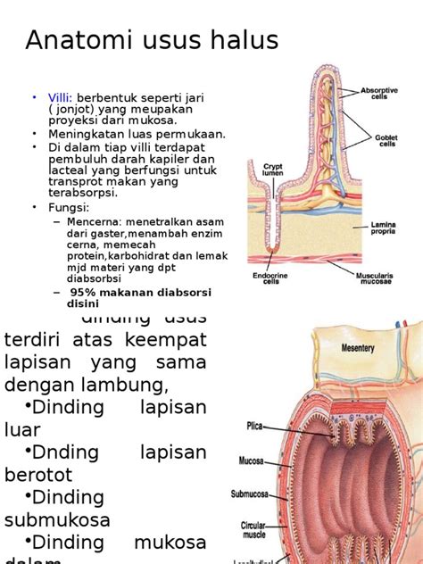 Anatomi Usus Halus | PDF