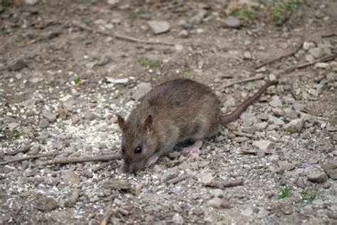 Comment Loigner Les Rats Dans Votre Jardin De Mani Re Compl Tement