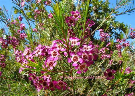 Plantfiles Pictures Chamaelaucium Geraldton Waxflower Geraldton Wax