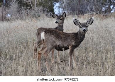 Twin Mule Deer Fawns Field Stock Photo 97578272 | Shutterstock