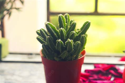 Fotografía En Maceta Original De Cactus Carnoso Fondos Fotografía De