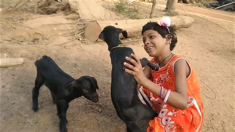 Baby Goats Video ।। Kids Enjoy ।। Baby Goats Cry ।। Youtube