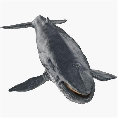 Blue Whale Game 2
