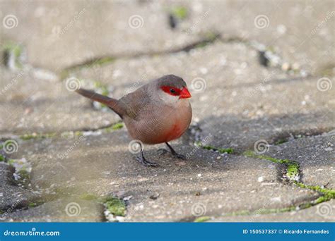 The Red Beak One The Smallest Birds In Portugal Stock Image Image Of