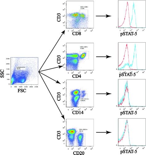 Cytokine Responsiveness Of Cd8 T Cells Is A Reproducible Biomarker For