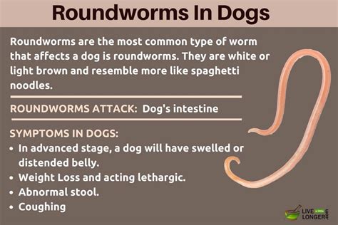 Roundworms In Dogs Poop