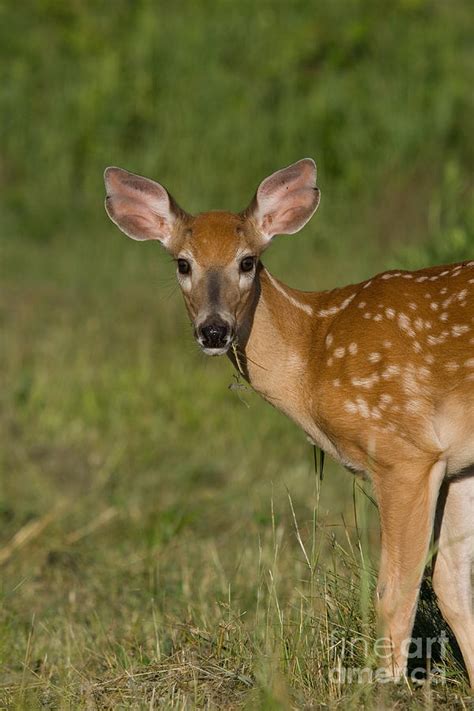 White Tailed Fawn Photograph By Linda Freshwaters Arndt Fine Art America