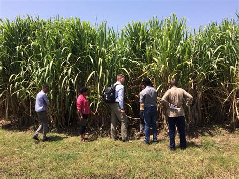 Ethiopia Sugarcane Fields Roundtable On Sustainable Biomaterials