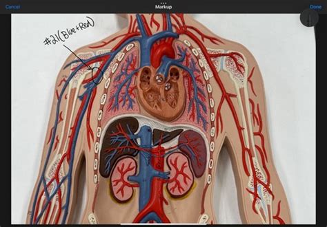 Vessel Of Upper Limb Full Body Model Flashcards Quizlet