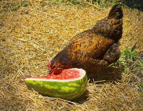 Chicken And Her Watermelon Photograph By Sandi OReilly Fine Art America