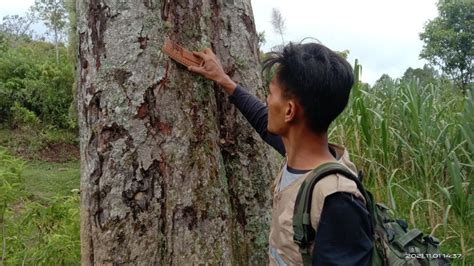 Beruang Dilaporkan Muncul Di Pemukiman Dan Kebun Warga Di Agam