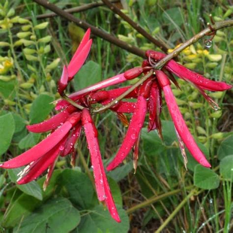 10 Best Native Shrubs for Florida Gardens - Pond Informer