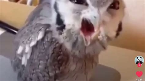 Funny Owl In Tik Tok Youtube